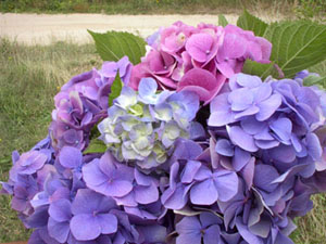Hydrangea Bouquet
