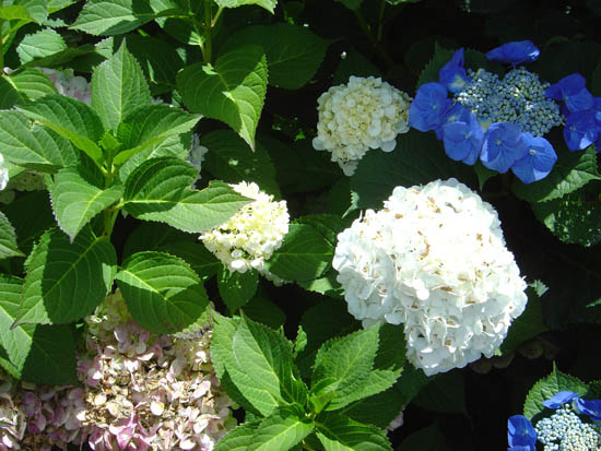 Hydrangea macrophylla 'Bridal Banquet'