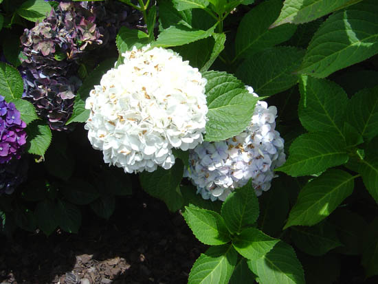 Hydrangea macrophylla 'EmileMoullier' 02