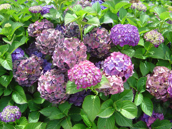Hydrangea macrophylla 'Hatfield Rose' 