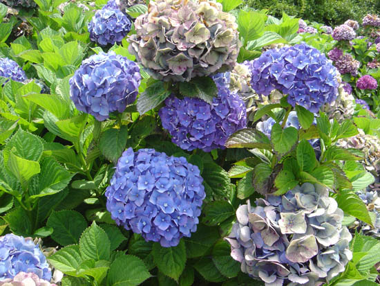 Hydrangea macrophylla 'Heinrich Seidel'
