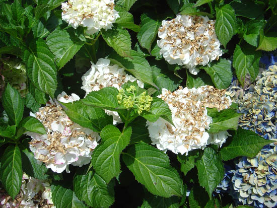 Hydrangea macrophylla 'Immaculata'
