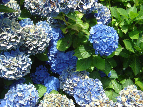 Hydrangea macrophylla 'Mathilda Gutges'