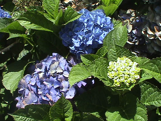 Hydrangea macrophylla 'Montgomery'