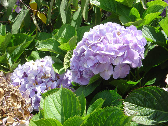 Hydrangea macrophylla 'Mrs Komiko'