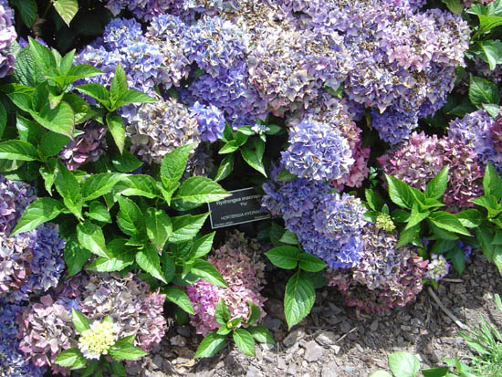 Hydrangea macrophylla 'Pia'
