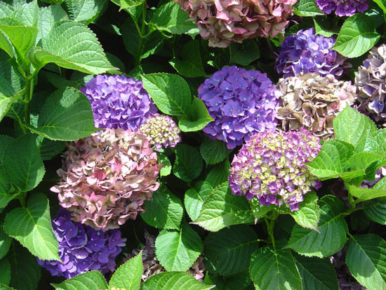 Hydrangea macrophylla 'Red Emperor' 02