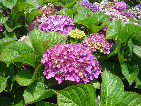 Hydrangea macrophylla 'Red Emperor'