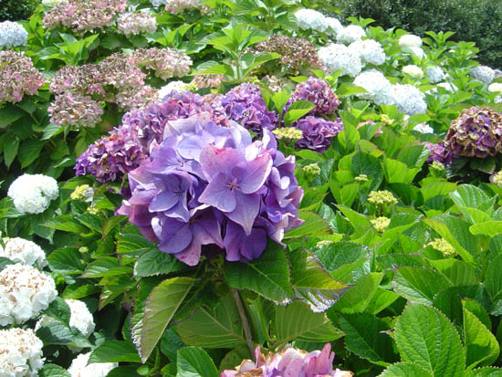 Hydrangea macrophylla 'Triumph' 02