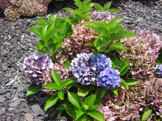 Hydrangea macrophylla 'Voster Fruhrot'  02
