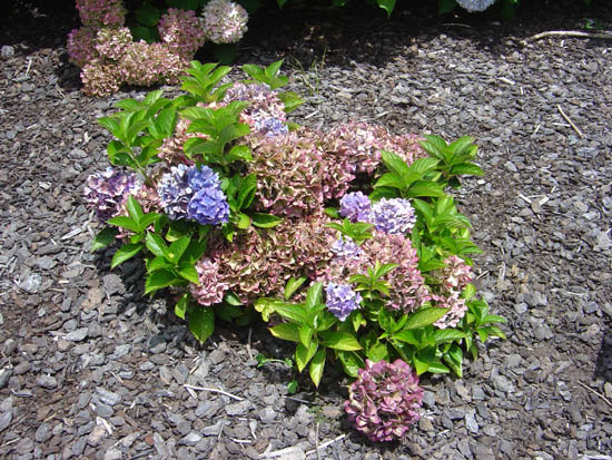 Hydrangea macrophylla 'Voster Fruhrot'