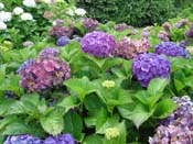 hydrangea