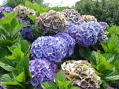 hydrangea
