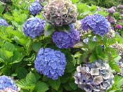 hydrangea