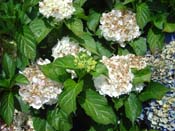 hydrangea