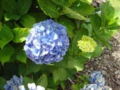 hydrangea