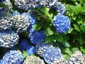 hydrangea