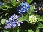 hydrangea