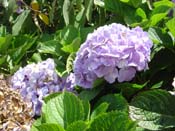 hydrangea