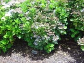 hydrangea
