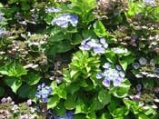 hydrangea