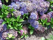 hydrangea