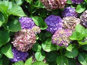 hydrangea