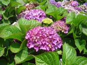 hydrangea