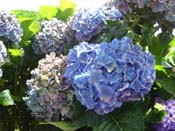 hydrangea