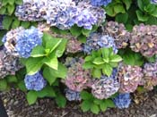 hydrangea