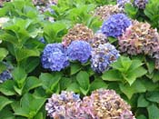 hydrangea