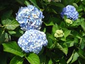 hydrangea