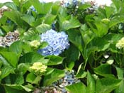 hydrangea