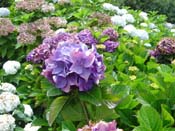 hydrangea