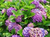 hydrangea
