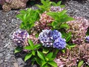 hydrangea
