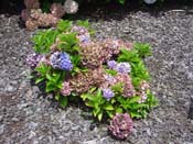 hydrangea