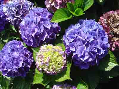 Hydrangea macrophylla 'Baardses Favorite' 02