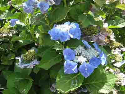 Hydrangea macrophylla 'Blaumeise'
