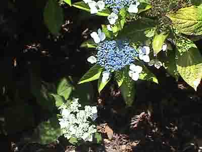 Hydrangea macrophylla 'Blue Deckle'