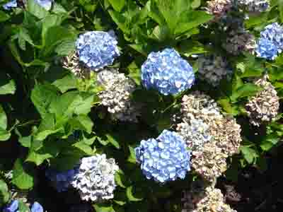 Hydrangea macrophylla 'Blue Diamond'