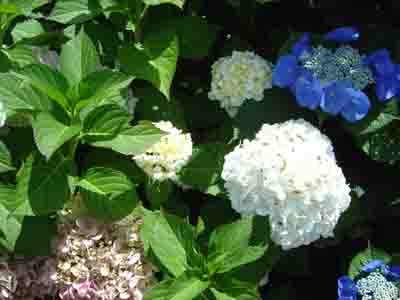 Hydrangea macrophylla 'Bridal Banquet'