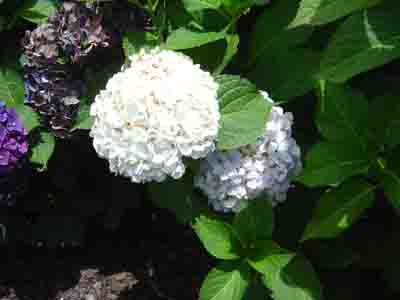 Hydrangea macrophylla 'EmileMoullier' 02
