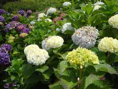 Hydrangea macrophylla 'EmileMoullier'