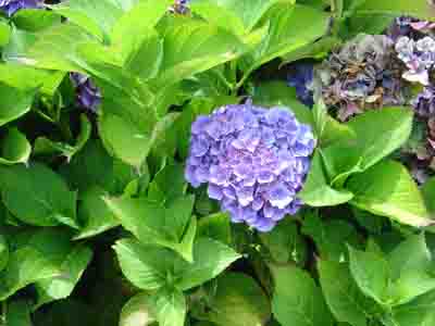 Hydrangea macrophylla 'Glory of Brussels'