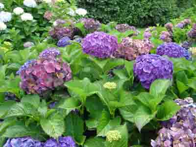 Hydrangea macrophylla 'Hatfield Rose'  02