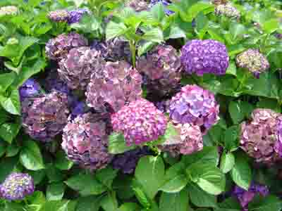 Hydrangea macrophylla 'Hatfield Rose' 