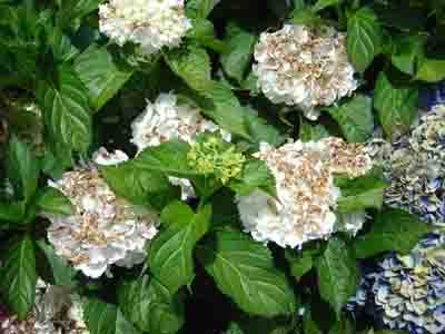 Hydrangea macrophylla 'Immaculata'