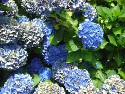 Hydrangea macrophylla 'Mathilda Gutges'