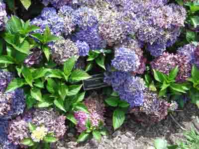 Hydrangea macrophylla 'Pia'